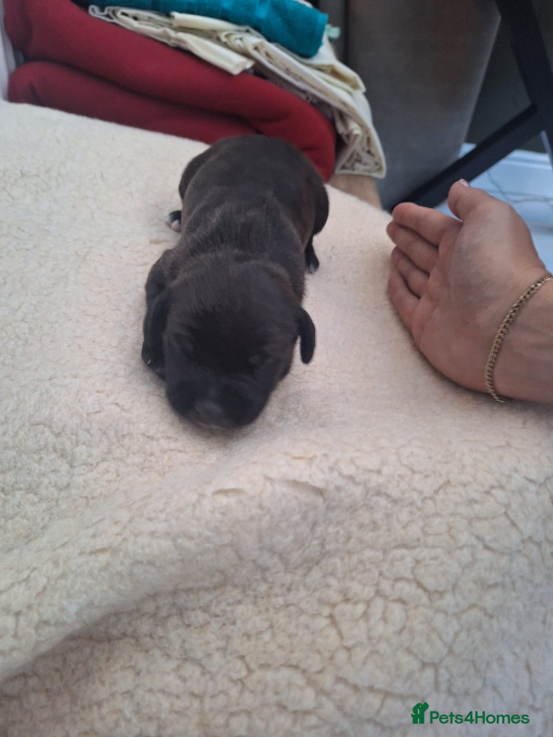 Mixed Breed dogs for sale: Bull sprocker puppies  - Advert 10