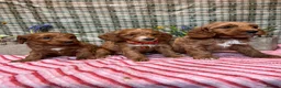 Cockapoo dogs for sale: 1 Cockapoo left Extensively Health Tested Parrnts - Advert 31