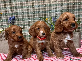 Cockapoo dogs Cockapoo puppies Extensively Health Tested Parrnts - Advert 4