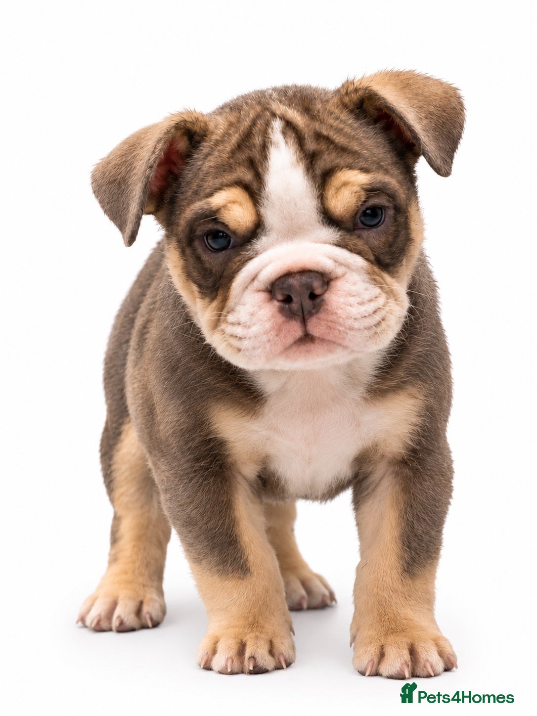 English Bulldog dogs Top tier kc British bulldog  - Advert 12