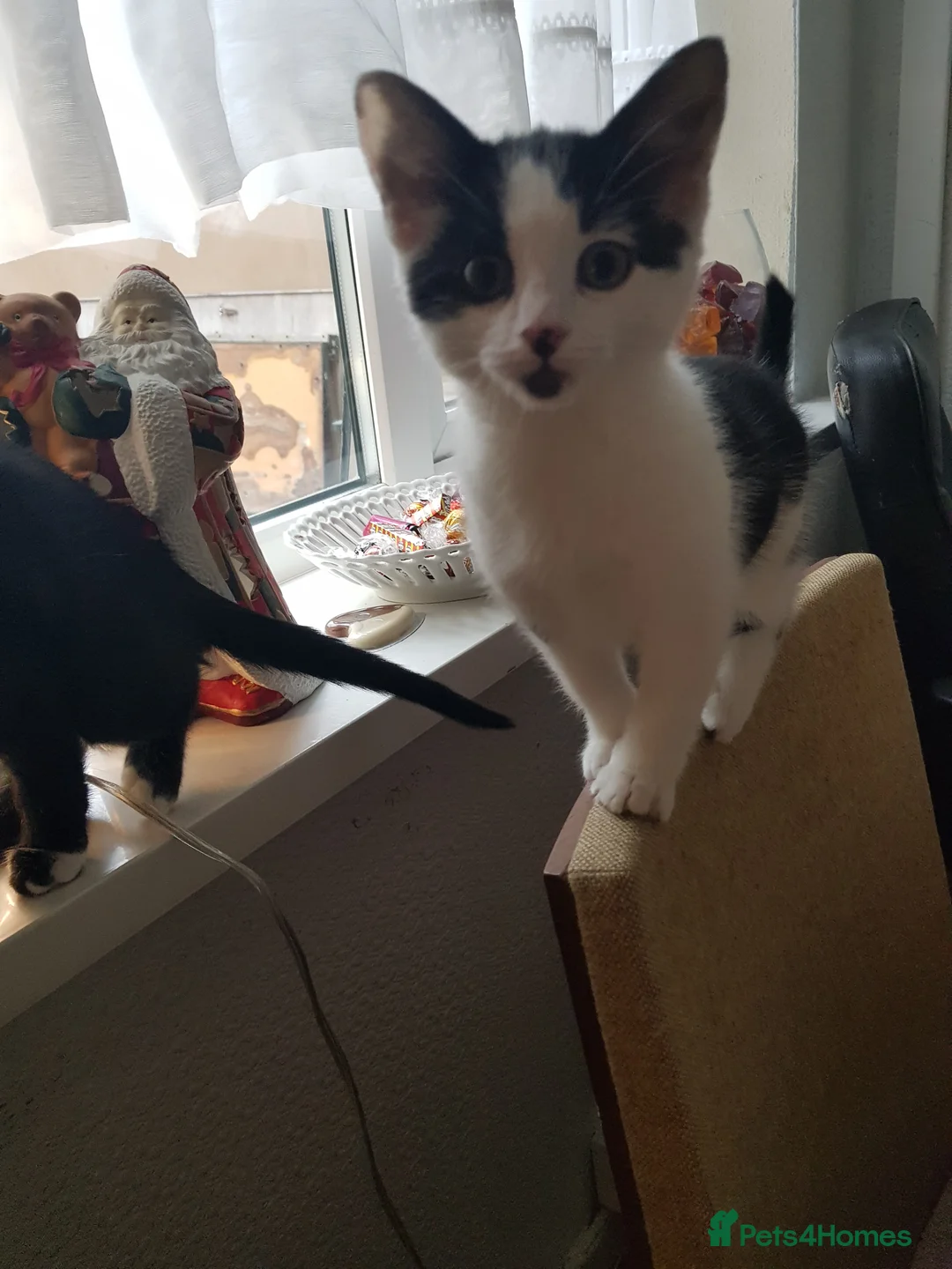 European cats for sale: 3 Adorable Kittens Looking for a Loving Home - Advert 4