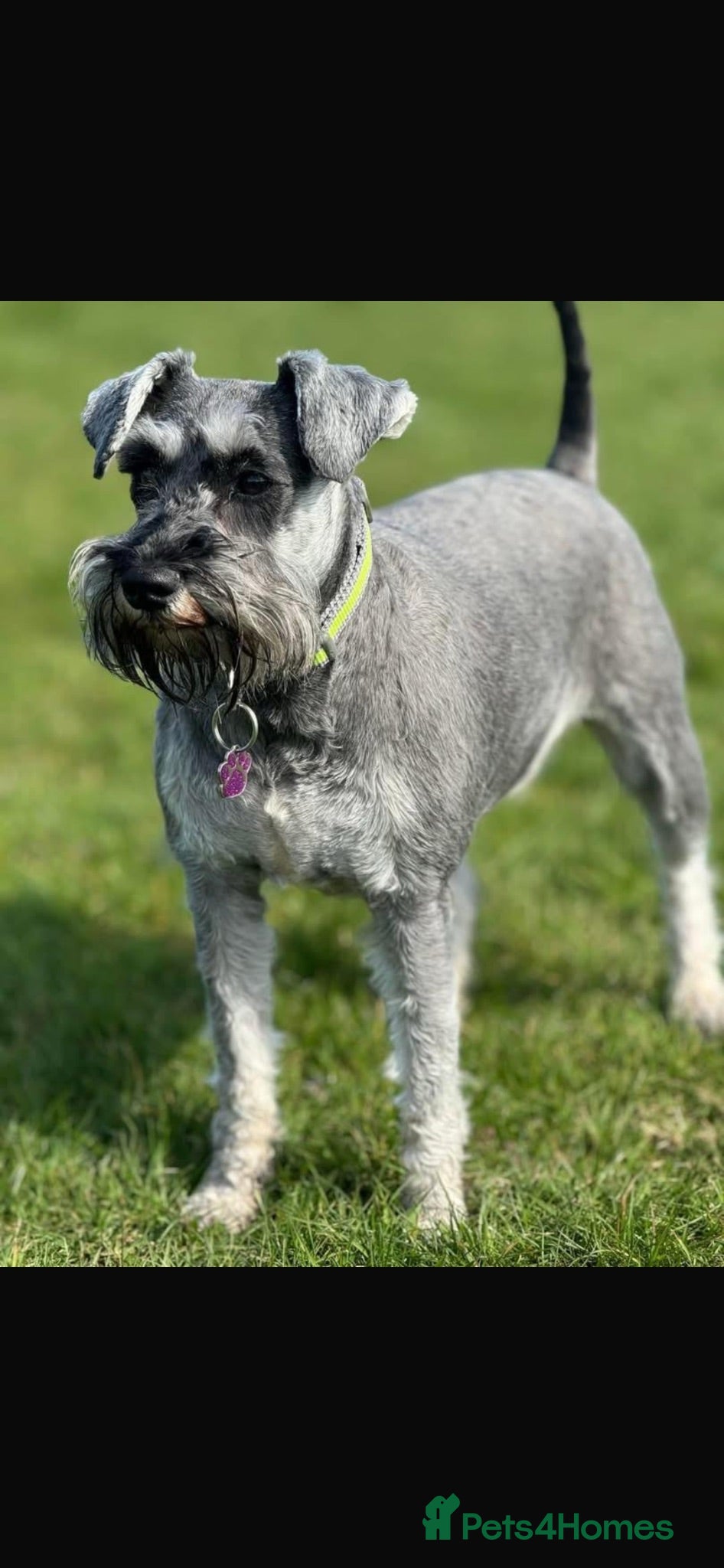 Miniature Schnauzer dogs Pedigree Miniature Schnauzers - Advert 2