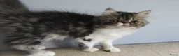 Persian cats for sale: Lovely Persian Female Kitten - Advert 7