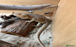 Dragon reptiles for sale: Bearded Dragon - Re-home needed - Image 2