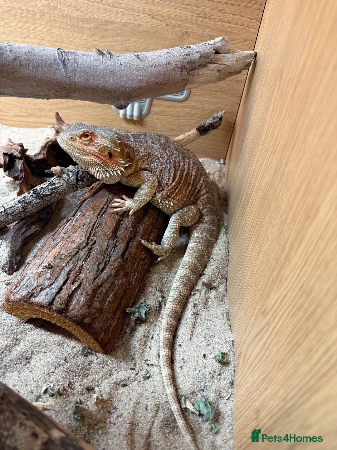 Dragon reptiles for sale: Bearded Dragon - Re-home needed - Image 2