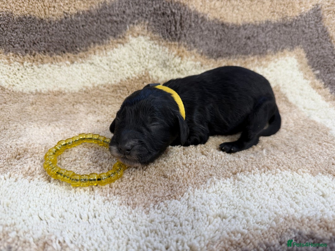 Cockapoo dogs for sale: F1 mini cockapoos health tested parents  - Advert 16