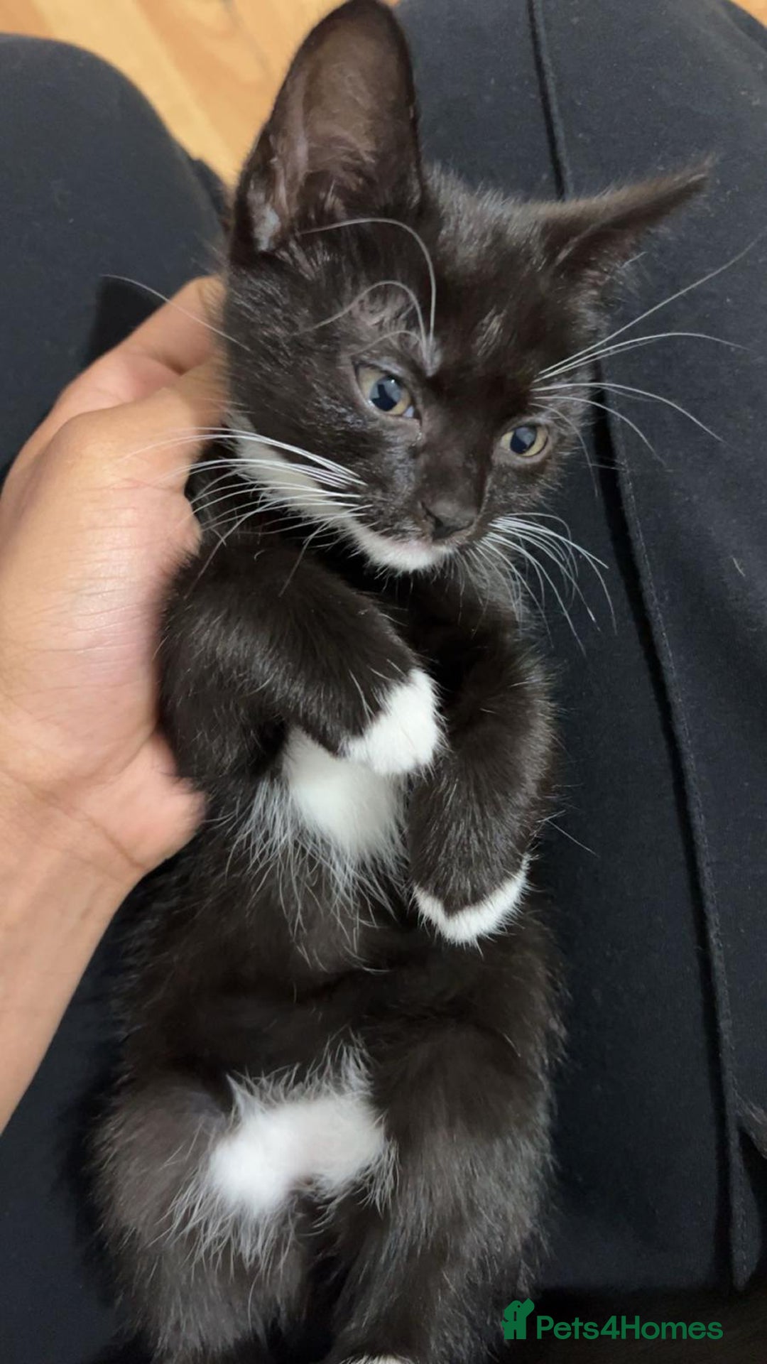 Domestic Shorthair cats for sale: cat and kittens for rehoming - Image 7