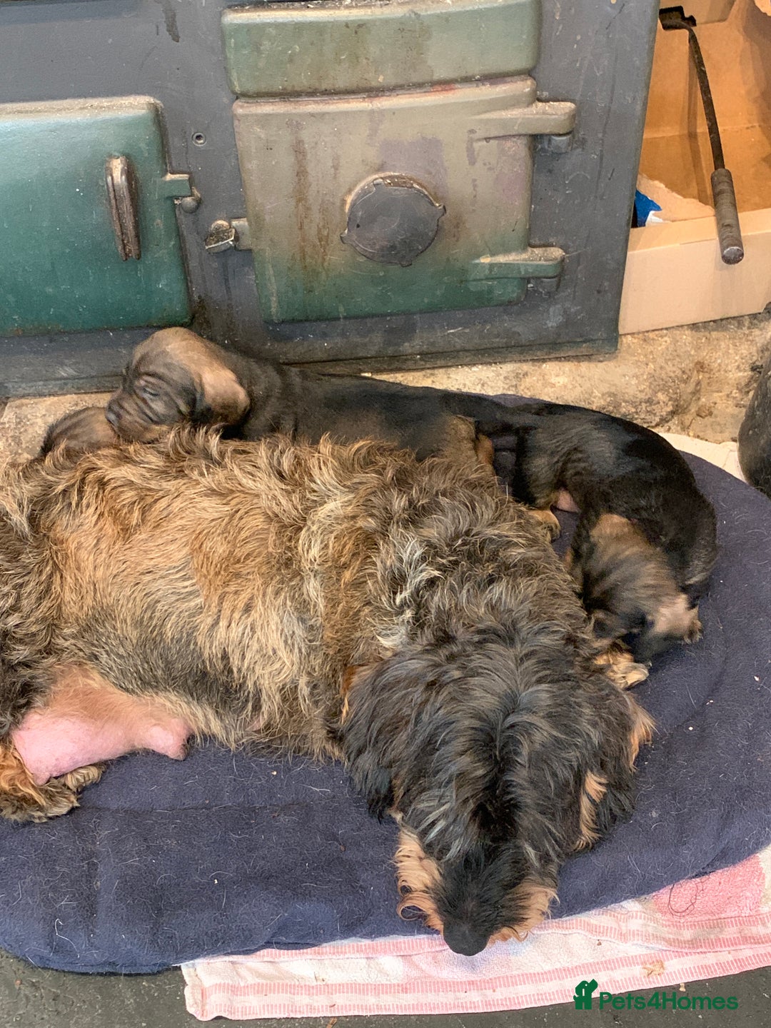 Dachshund dogs for sale: Standard wirehaired dachshund  - Advert 13