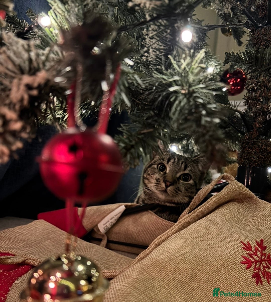 Mixed Breed cats for sale: Gorgeous green eyed 7 month old tabby kitten  - Advert 4