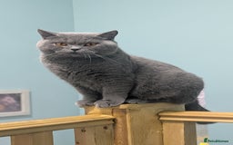 British Shorthair cats for sale: Active Gccf Female  - Image 5