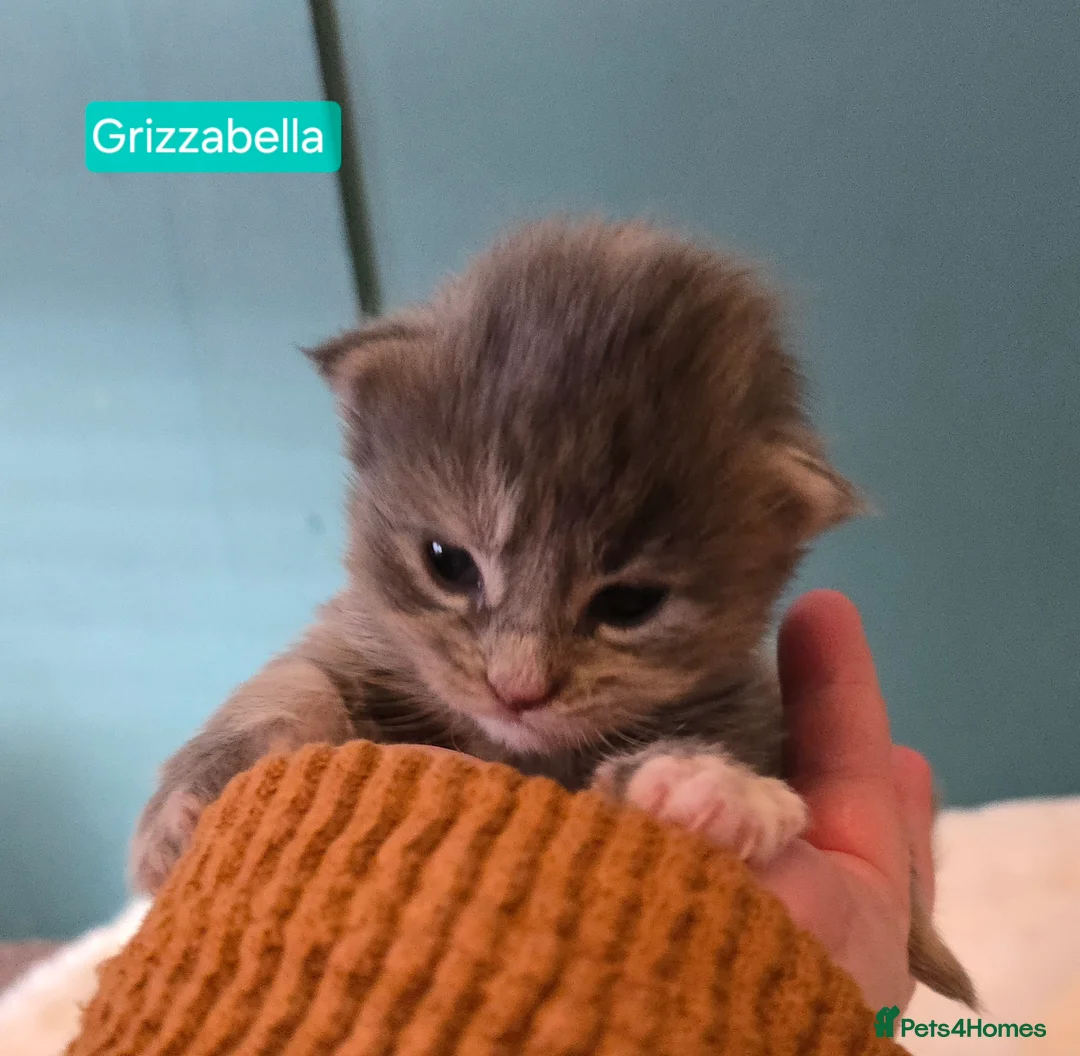 Maine Coon cats for stud: Maine Coon Large Red Tabby over 10kg in Hull - Advert 29