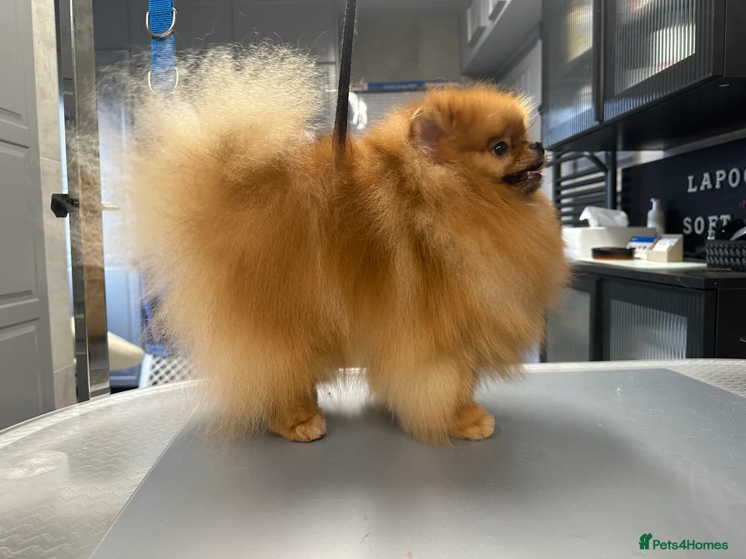 Pomeranian dogs for stud: Orange bear type boy for stud in Lanark - Advert 6
