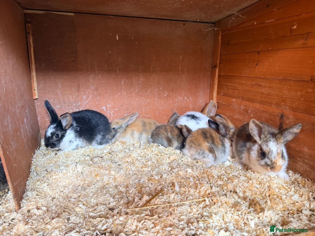 Mixed Breed rabbits for sale: Bunnies  in Newark - Advert 2