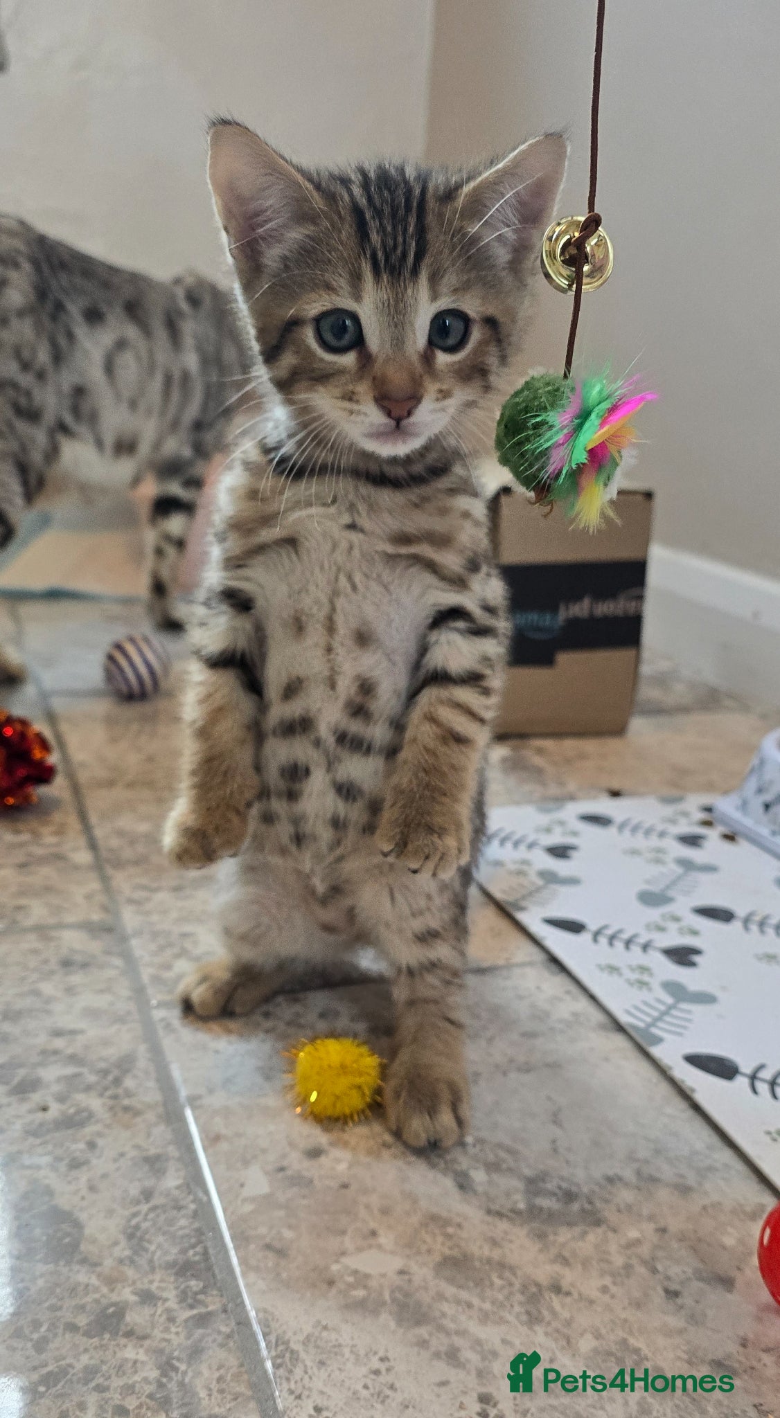 Bengal cats X1 Male bengal READY NOW - Advert 13