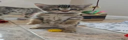 Bengal cats for sale: X1 Male bengal READY NOW - Advert 1