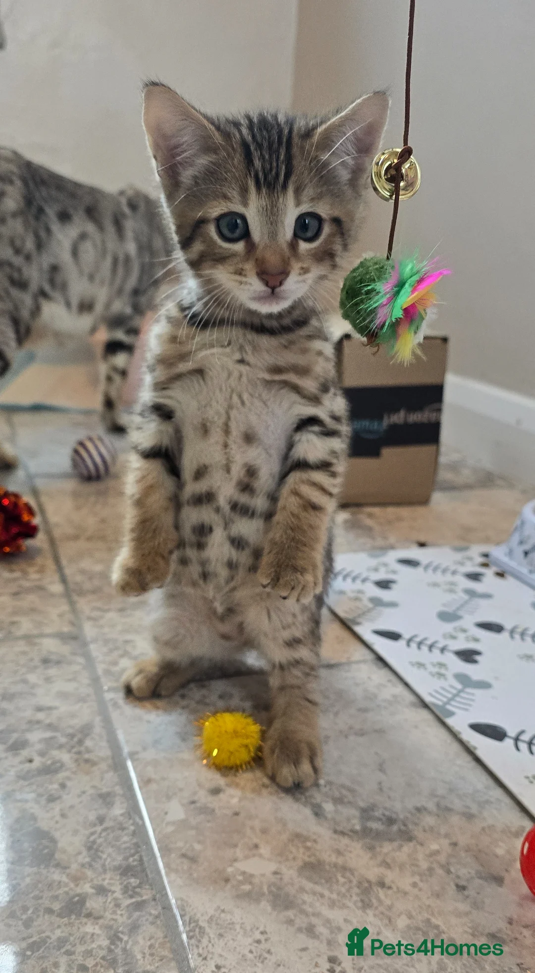 Bengal cats for sale: X1 Male bengal READY NOW - Advert 1