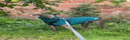Mixed Breed dogs for sale: 4 year old male whippet/italian greyhound  - Advert 5