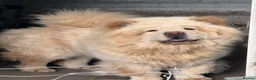 Chow Chow dogs for sale: Platinum chow chow  - Advert 4