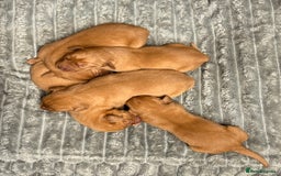 Labrador Retriever dogs for sale: Beautiful KC registered Fox Red Labrador Puppies - Image 6