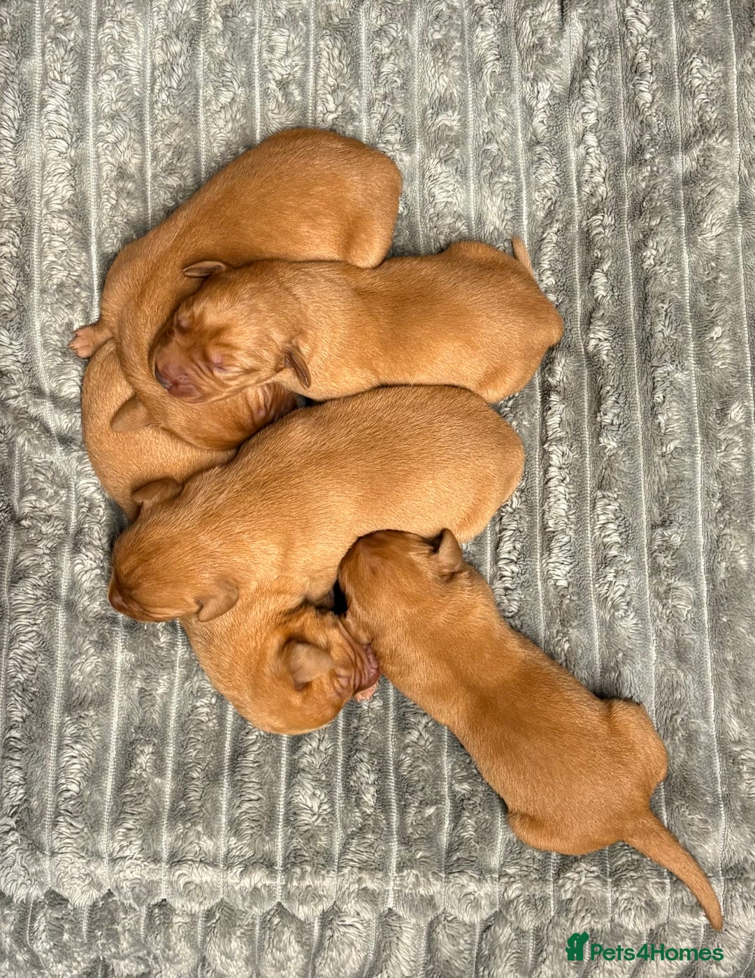 Labrador Retriever dogs for sale: Beautiful KC registered Fox Red Labrador Puppies - Image 6