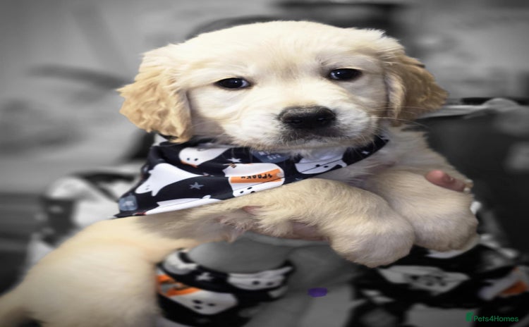 Golden Retriever dogs - Advert 1