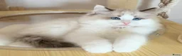 Ragdoll cats for sale: Show quality Ragdoll kittens from champion lines - Advert 22