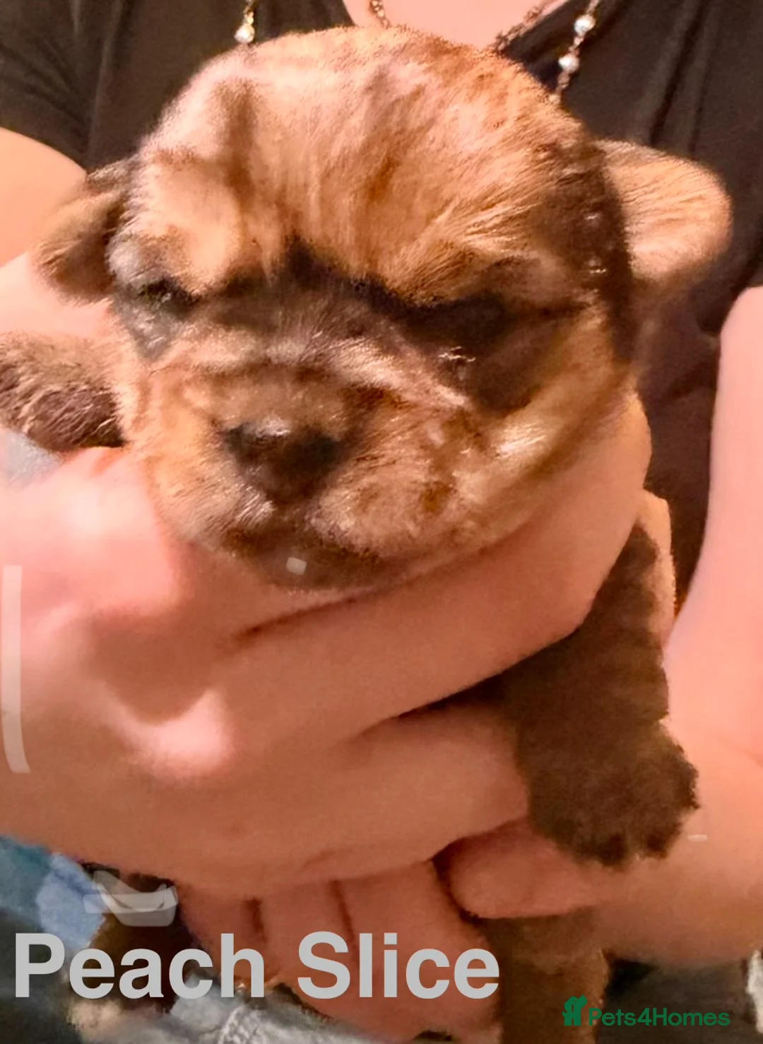 Yorkshire Terrier dogs for sale: Miniature Yorkshire Terriers - Advert 12