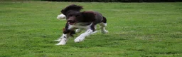 English Springer Spaniel dogs for stud: KC Reg, Health Tested, Liver & White ESS for Stud in Dereham - Advert 5