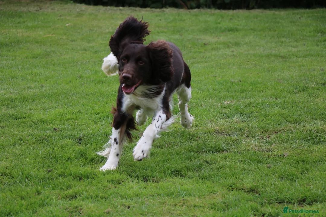 English Springer Spaniel dogs for stud: KC Reg, Health Tested, Liver & White ESS for Stud in Dereham - Advert 5