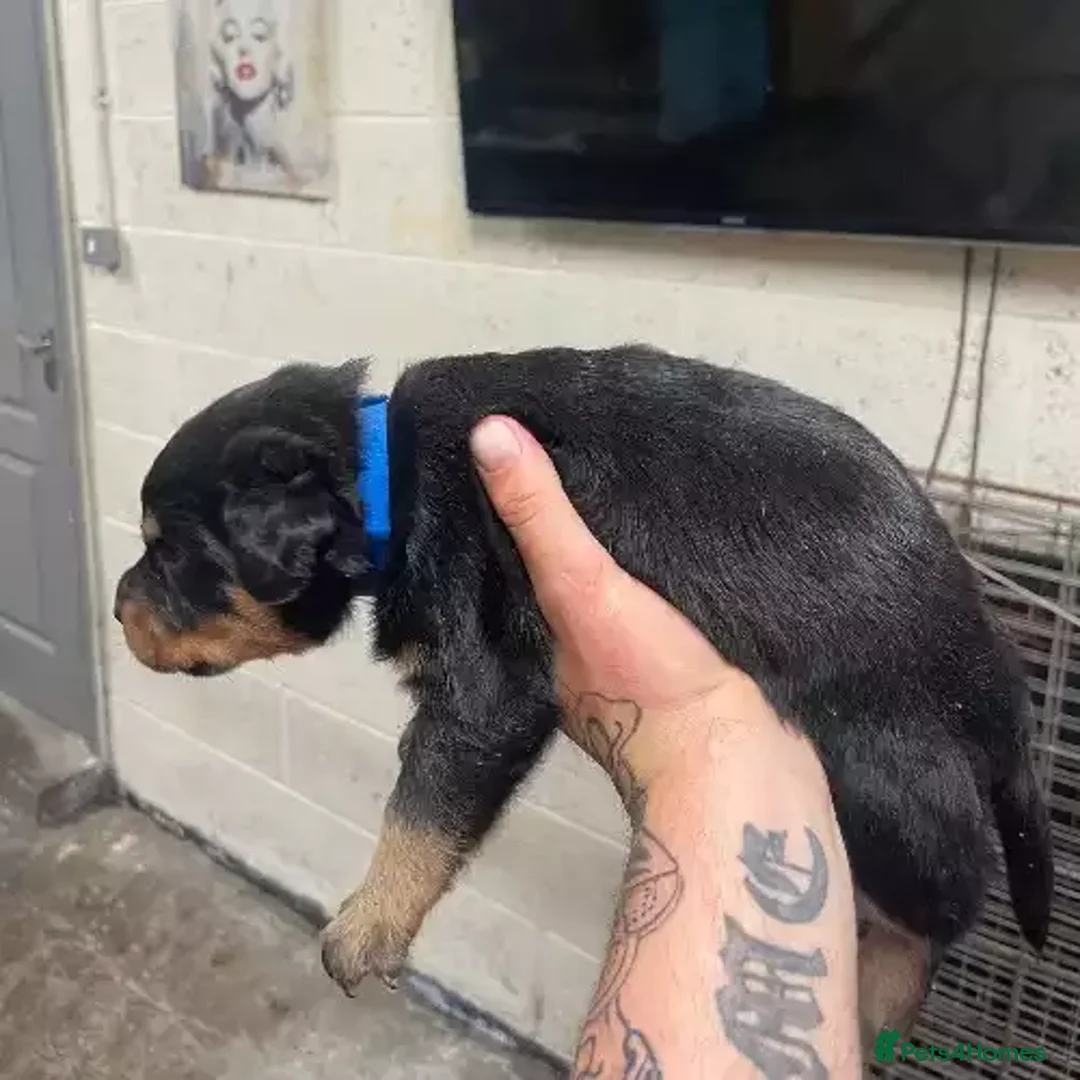 Rottweiler dogs for sale: Rottweiler puppies - Advert 5