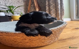 Cockapoo dogs for sale: Last Male fantastic champion line 20 combined  - Image 11