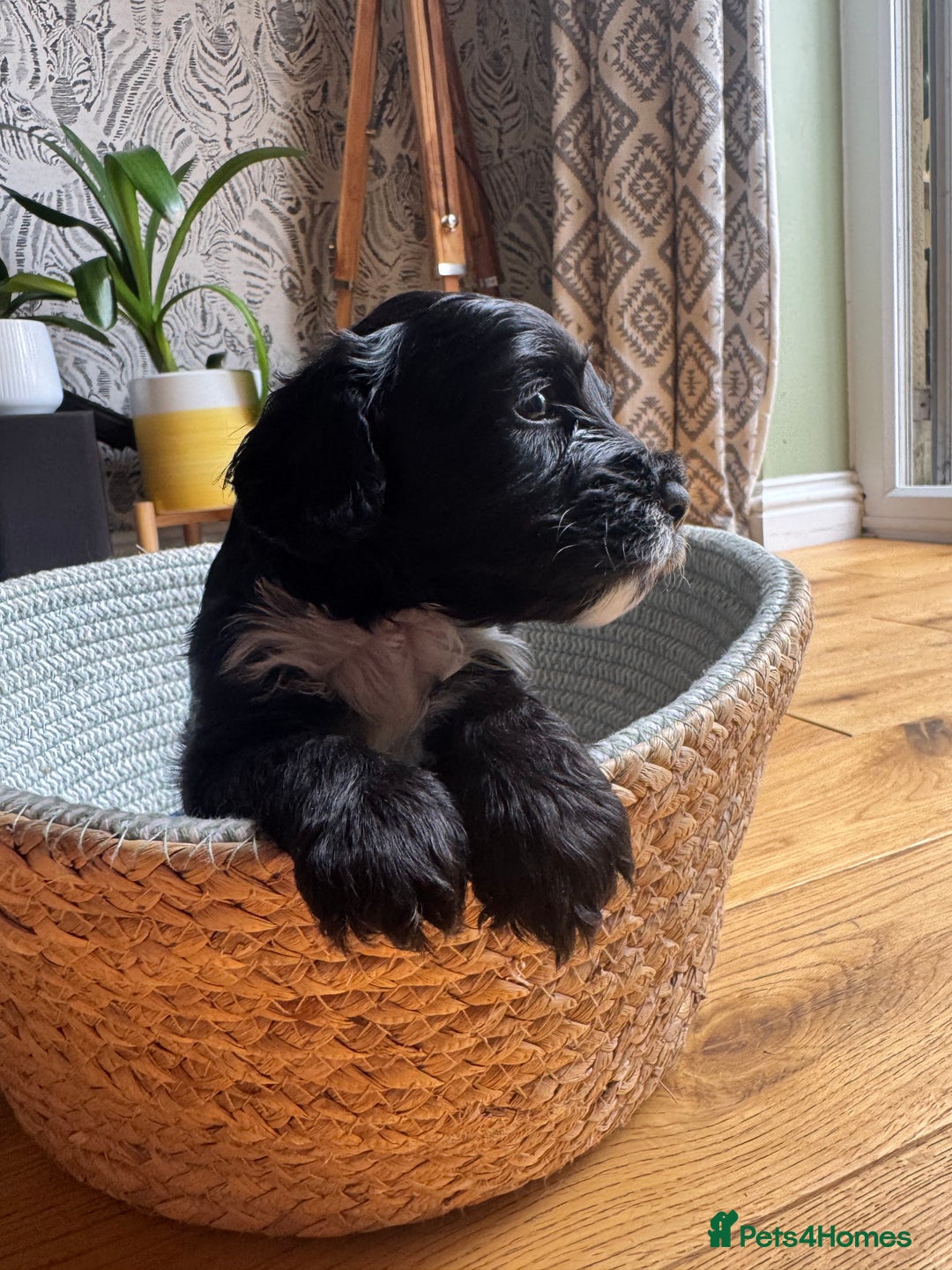 Cockapoo dogs for sale: Last Male fantastic champion line 20 combined  - Image 11