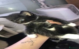 Domestic Shorthair cats for sale: 2 Male Kittens For Sale £20 - Image 2