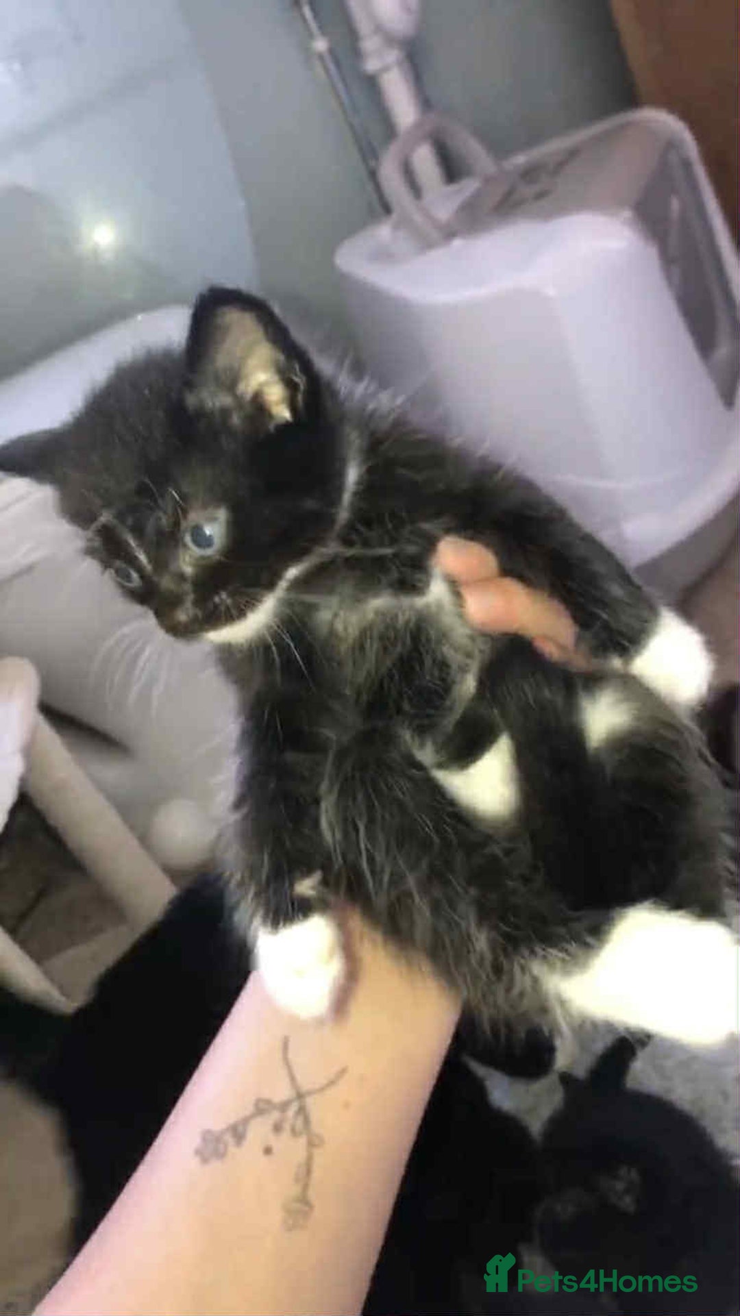 Domestic Shorthair cats for sale: 2 Male Kittens For Sale £20 - Image 2