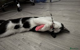 Mixed Breed cats for sale: Playful Loving Kittens for Their New Forever Home - Image 8