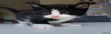 Pandoh