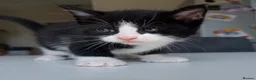 Maine Coon cats for sale: TORTOISESHELL MAINE COON X KITTENS - Advert 23