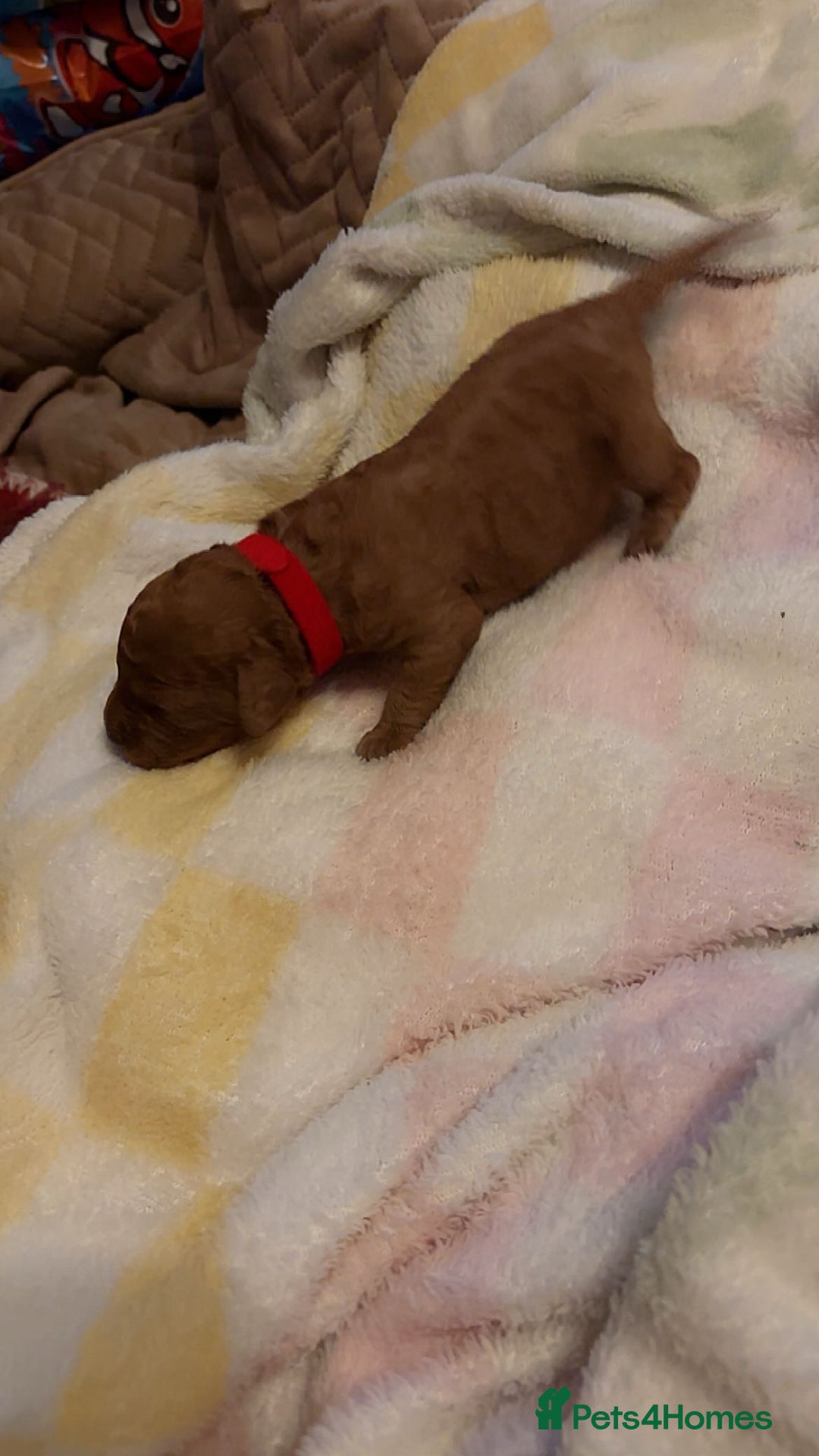 Cavapoo dogs for sale: F1B Red Toy Cavapoos- Health Tested  ************  - Advert 28