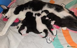 Domestic Shorthair cats for sale: 3 babies looking for forever homes  - Image 7