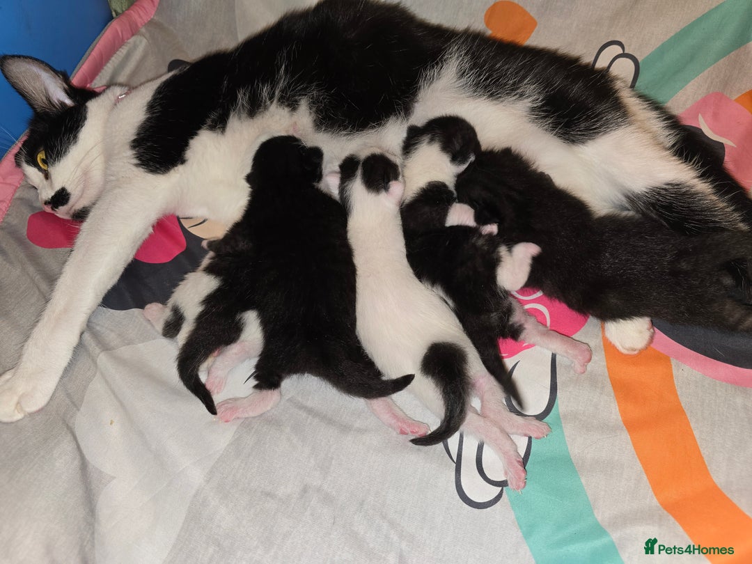 Domestic Shorthair cats for sale: 3 babies looking for forever homes  - Image 7