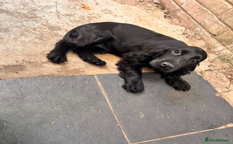 Cocker Spaniel dogs in London - Advert 4
