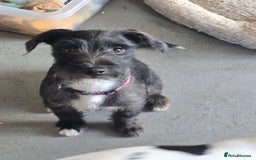 Jack Russell dogs for sale: Beautiful Jack russell  - Image 2