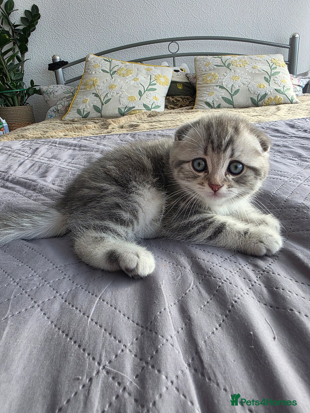 Scottish Fold cats for sale: Tabby Scottish Fold Kittens - Advert 35