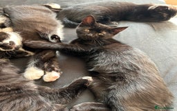 Domestic Shorthair cats for sale: 4 black and white kittens  - Image 2