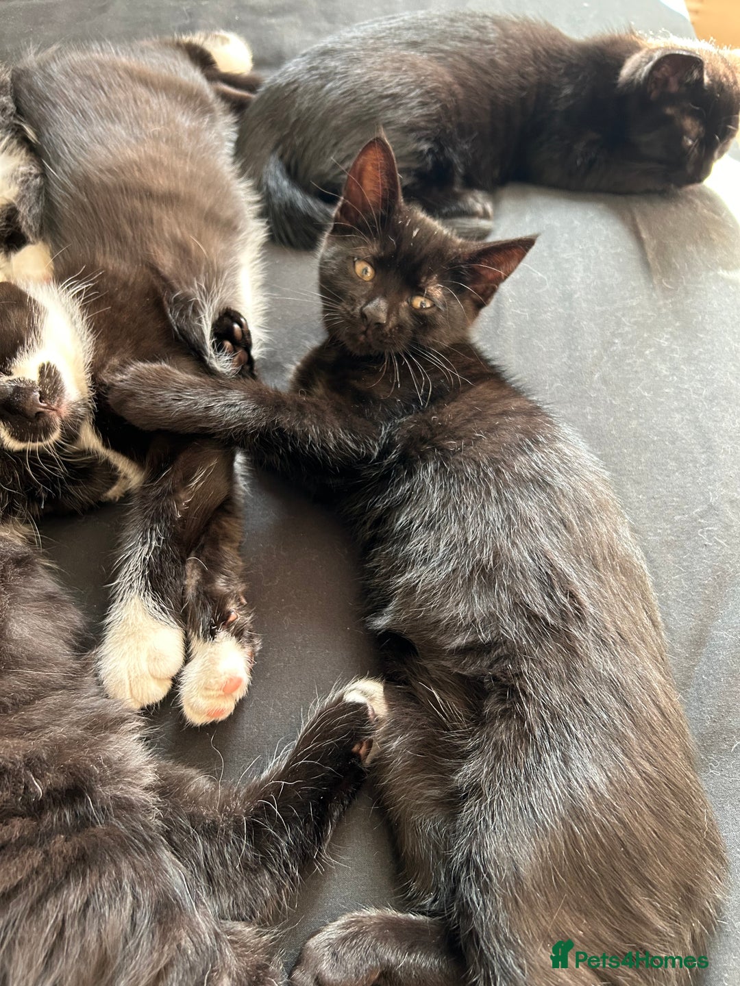 Domestic Shorthair cats for sale: 4 black and white kittens  - Image 2
