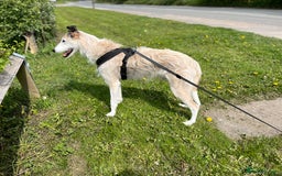 Lurcher dogs for sale: 7-8 year old Lurcher, My best friend.  - Advert 8