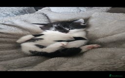 Russian Blue cats for sale: Russian blue mix  - Image 2