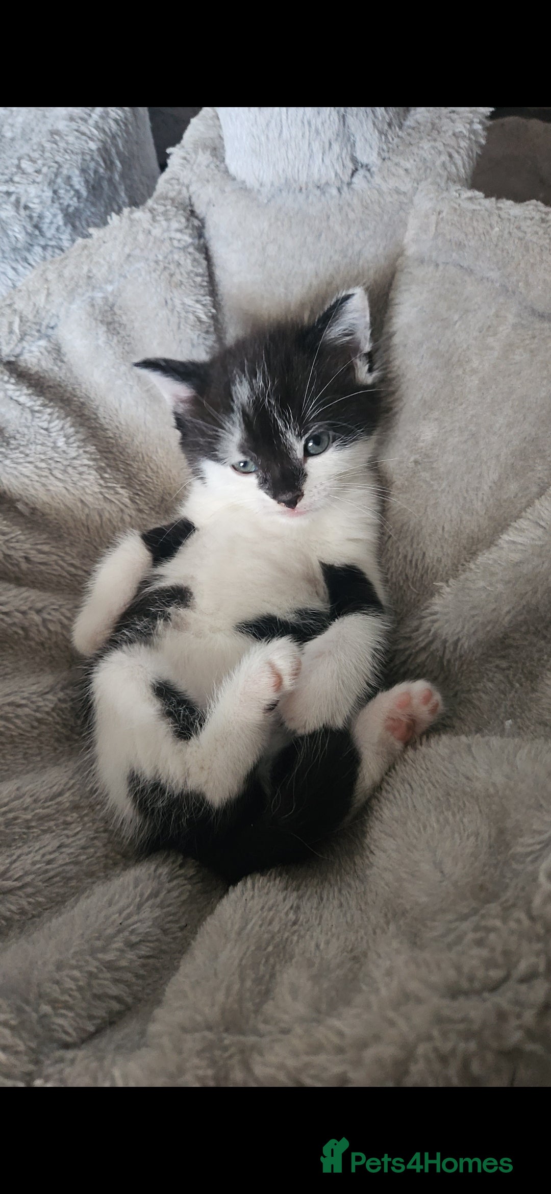 Russian Blue cats for sale: Russian blue mix  - Image 2