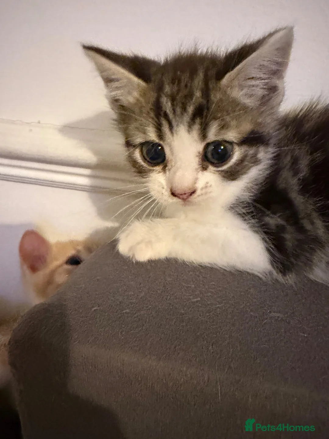 Scottish Fold cats for sale: Adorable kittens - Advert 1