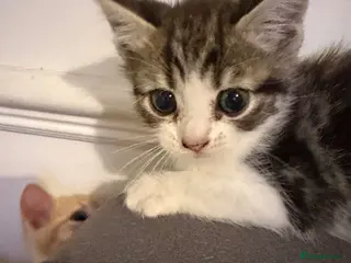 Scottish Fold cats Adorable kittens - Advert 16